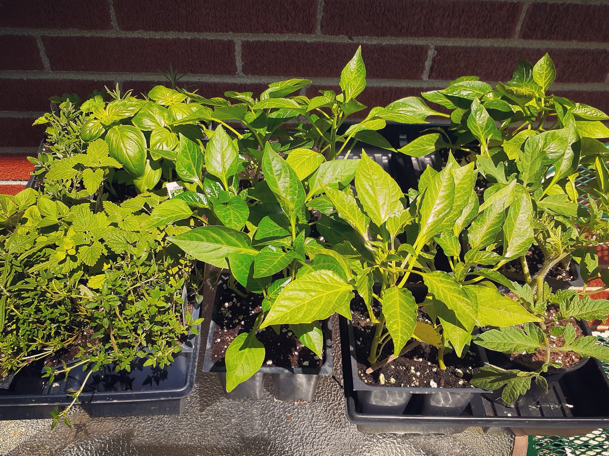 AutumnSaysHey's tweet photo. Peppers, tomatoes, and just about every common use herb. Locally grown and sold through Al's Farm Market in New Albany. Every plant they sell is healthier and cheaper than your big box store 💯
.
.
.
#localbusiness #soin #urbangardening https://t.co/QsMlaBsaCf