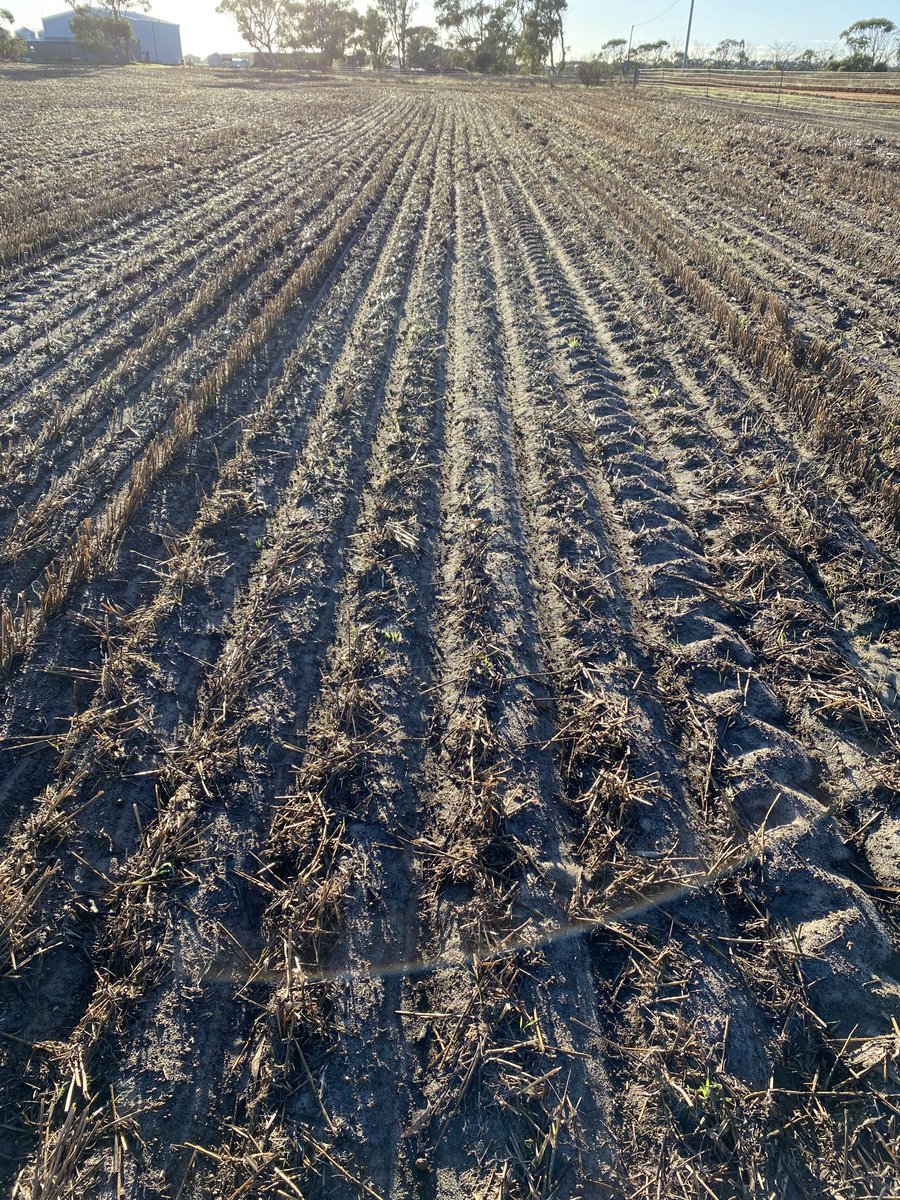 After 130 mm rain event …not 1 canola seed to be seen . Lucky to have only put in 200 ha