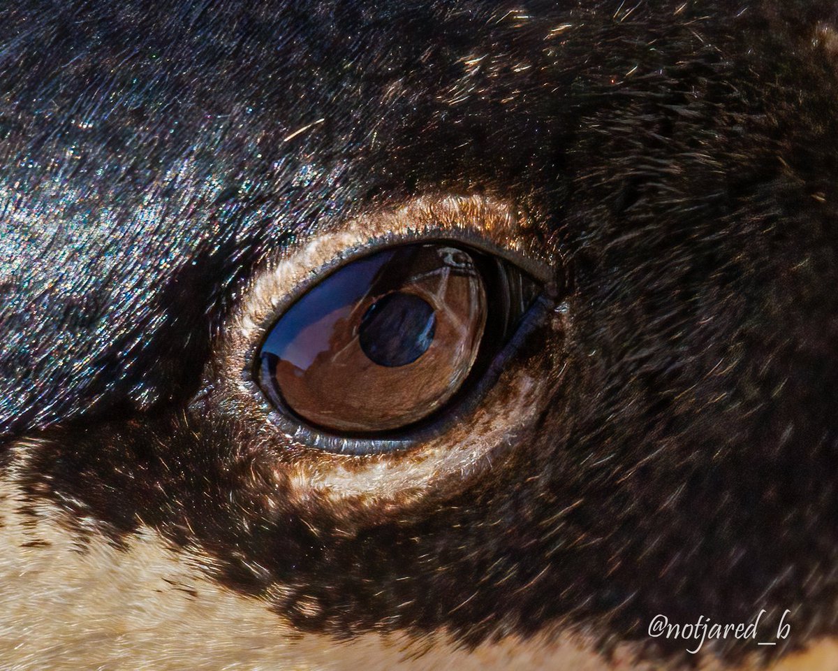 notjared_b's tweet image. #AprilTextureChallenge when you stumble on a Goose sitting in a nest and you've got the 150-600 on.