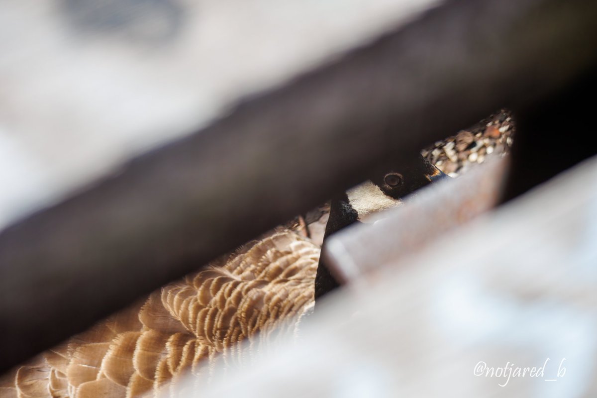 notjared_b's tweet image. #AprilTextureChallenge when you stumble on a Goose sitting in a nest and you've got the 150-600 on.