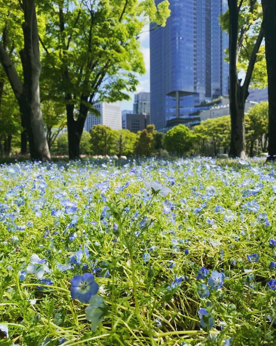 日比谷公園にネモフィラ咲く 見頃のピークは過ぎてしまいましたが 5月初旬頃まで 咲いているそうです ツツジや藤の花など様々なお花が咲く日比谷公園 で ゆっくり散策してみてください 千代田区 千代田区民ニュース