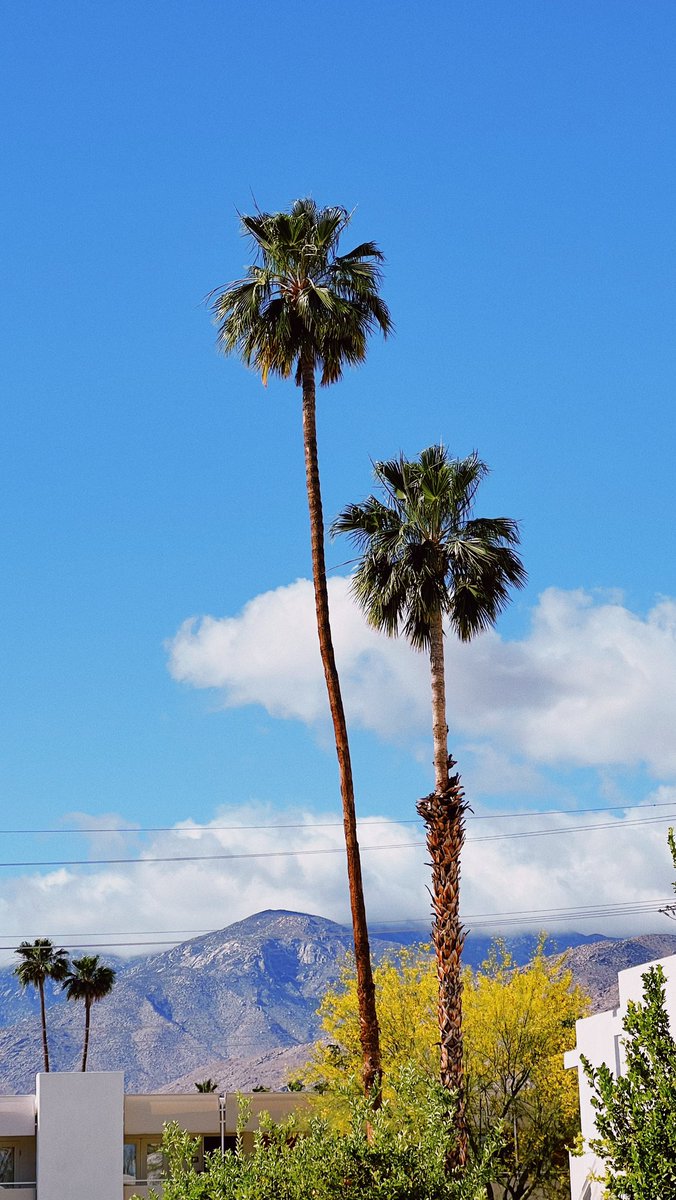 📍 Palm Springs, California 🌴