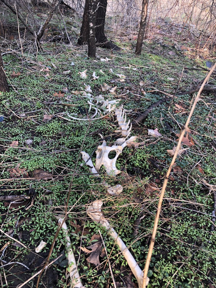 RaphaelEivots's tweet photo. Forensic Walk Tonight #HardWinter https://t.co/94MCzFT1jB
