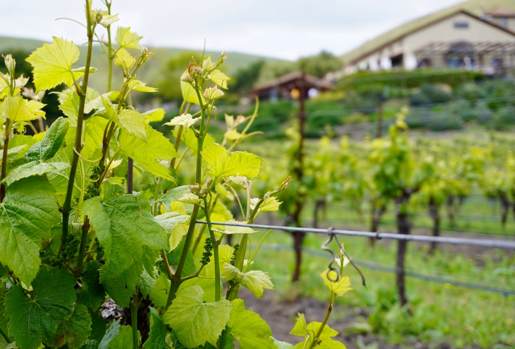 Happy #Earthday2022! Comment your favorite tips on how to live a more sustainable life. Let's celebrate the Earth every day by consciously making green decisions! 🌱 #EarthDay2022 #sustainablewinery