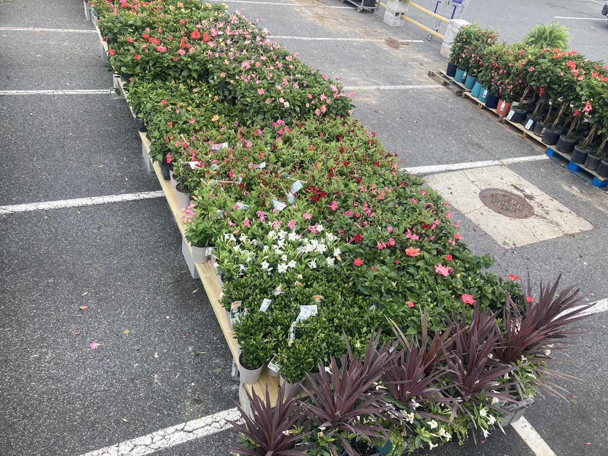 Kate11589687's tweet photo. Bird’s eye view #lowes2589 #plantpartners 🦅 https://t.co/PHQz0pvBEy
