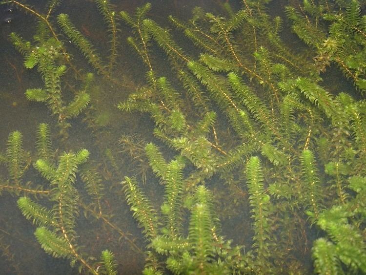TracyBoyd_'s tweet photo. As you enjoy lake living this summer, you might encounter some invasive plant species. But not all plants are harmful to marine life! These plants support the ecosystem 👉 https://t.co/pKflByr51o  

📸: https://t.co/2AV6V63knK

#plants #invasive #species #lake #water #plantlife https://t.co/6g61xeChk7