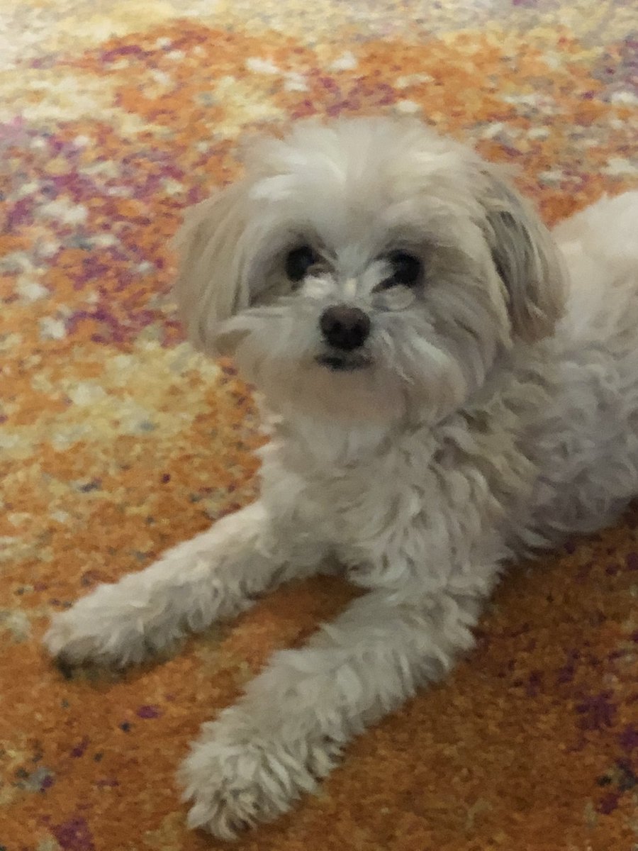 joniadler's tweet photo. @CaitlinHarveyWX Can I catch a break please?! -Suzy #havanese #toomuchwind https://t.co/5JnTPhrZUl