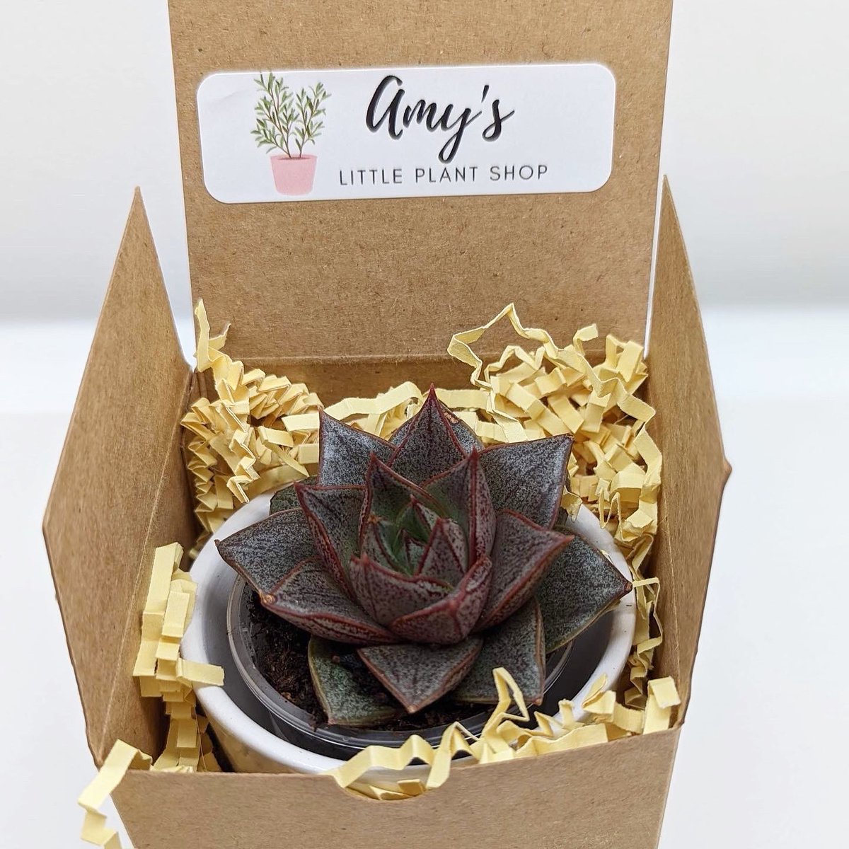 One of the contributors to our Mother’s Day Gift Set this year, supporting @smottawa, is Amy's Little Plant Shop! 🌱

Amy’s bright and beautiful shop is located on Laurier Street in Rockland!
Pre-order now 👉🏼 goodgrazes.ca/mothersday
#Ottawa