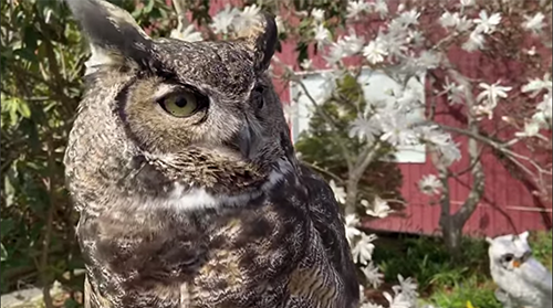 MissionMESS's tweet photo. Come to Green Living on Saturday! Learn about Owls &amp; rescued raptors at OWL Rehab &amp; see a live rescued bird. Learn how litter entanglement, lead poisoning, or rat poisoning can affect our local birds. #GreenLiving2022 #EarthDayMission #MissionBC 
https://t.co/KYY9UjBOLT https://t.co/1jQqVzX2iZ