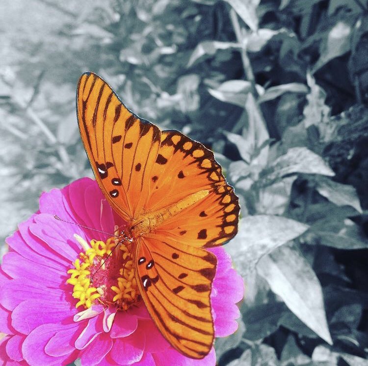 Picture of Gulf Fritillary on Zinnia that my brother Noah took then edited Aug. 2016 - I love him & his photography 💗 sharing for #happyEarthDay2022