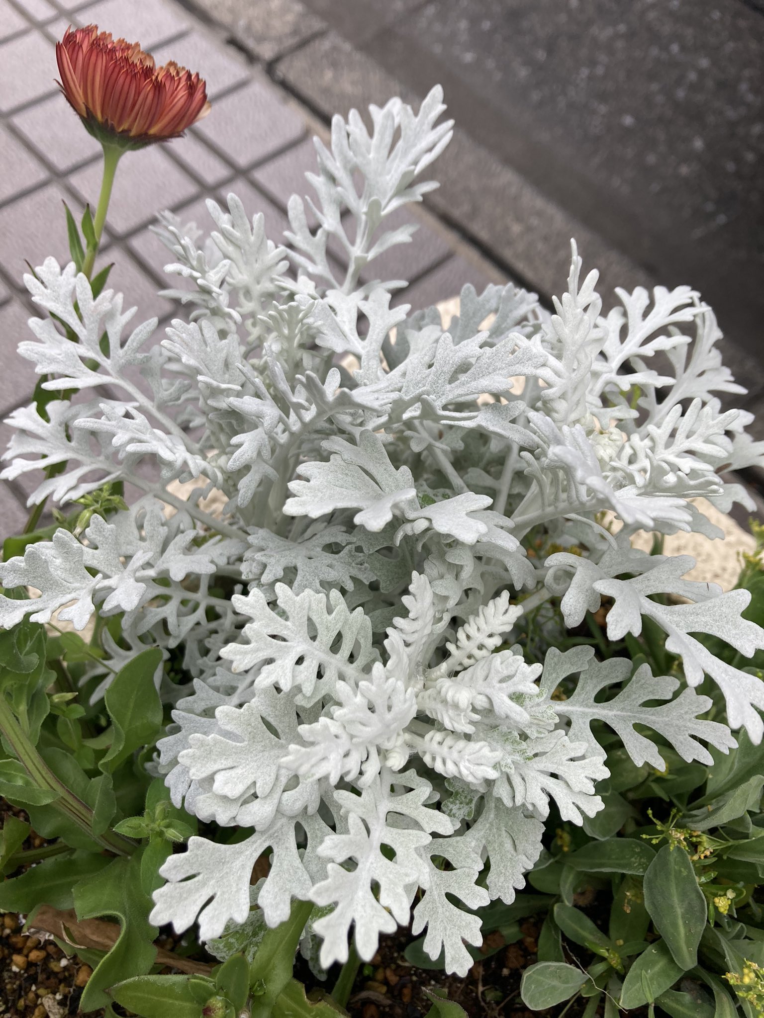 し ゅ ん す け こういう白い葉っぱ 系好き 菊の種類らしいそういえば3枚目のは春菊の葉に似てる 1枚目のレース生地みたいのいいなー 白い葉 植物の癒し 多肉植物 T Co Tbkebuxave Twitter
