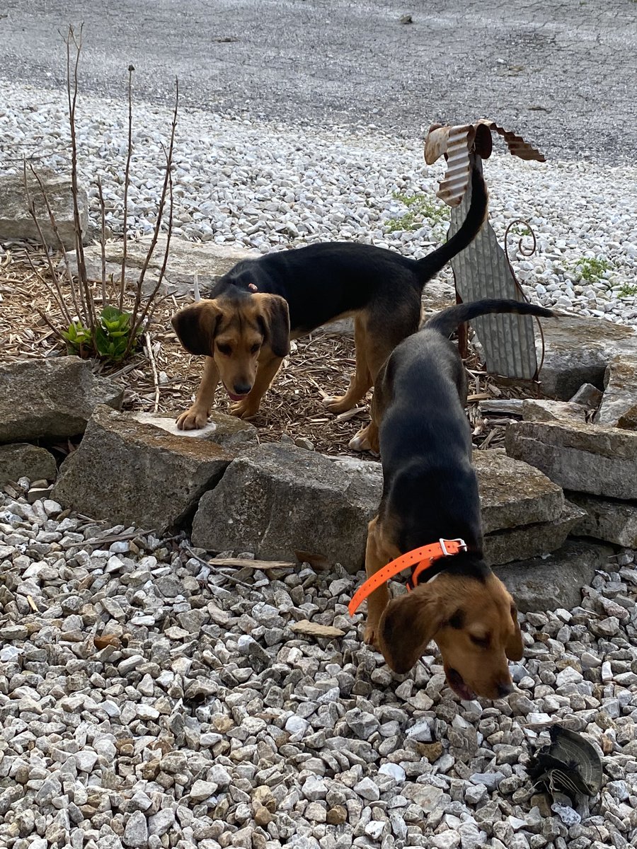 PaulaHawle's tweet photo. Happy #NationalBeagleDay! Dottie and Betty say hello! https://t.co/WOpYysNMZF
