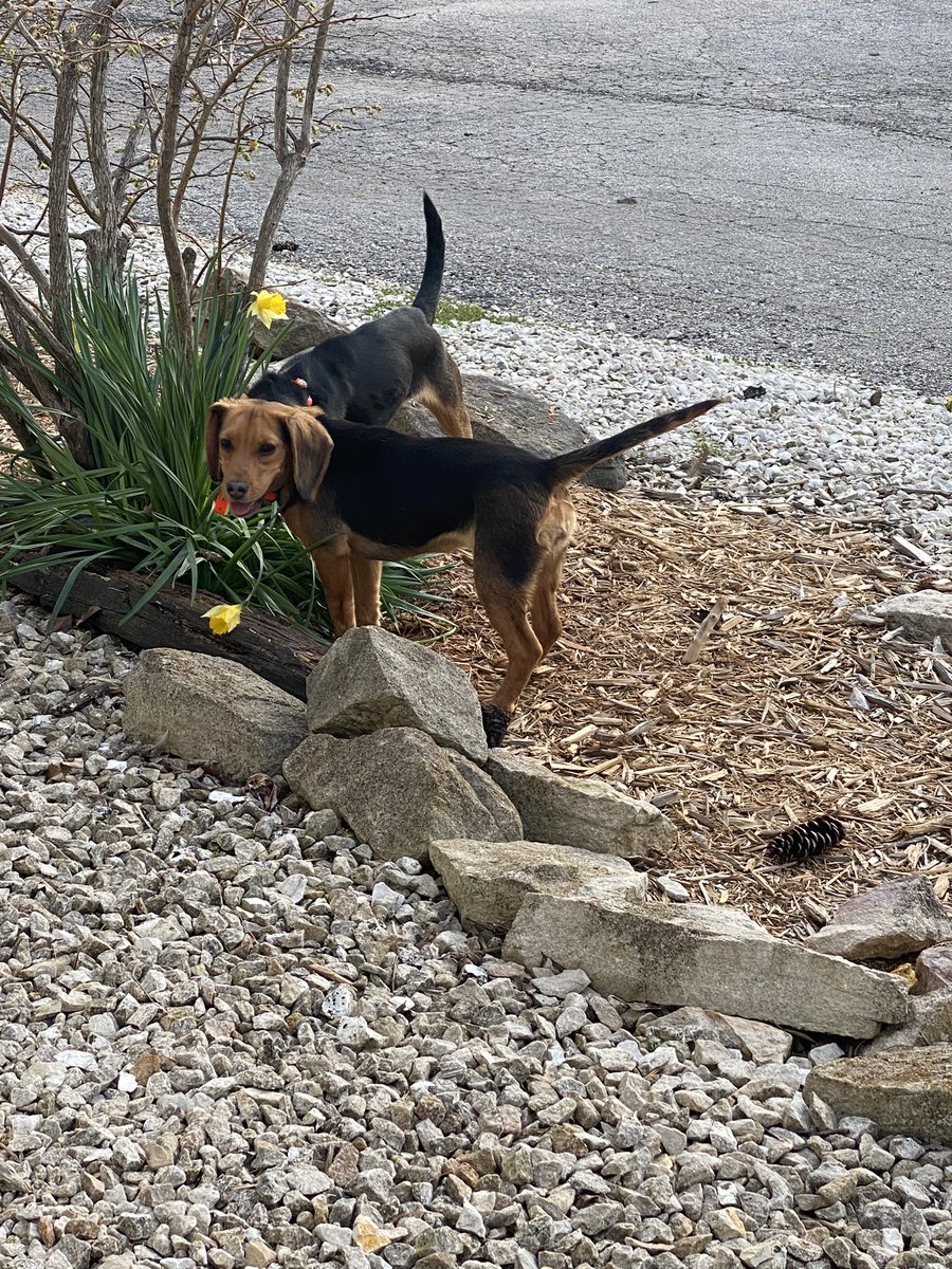 PaulaHawle's tweet photo. Happy #NationalBeagleDay! Dottie and Betty say hello! https://t.co/WOpYysNMZF