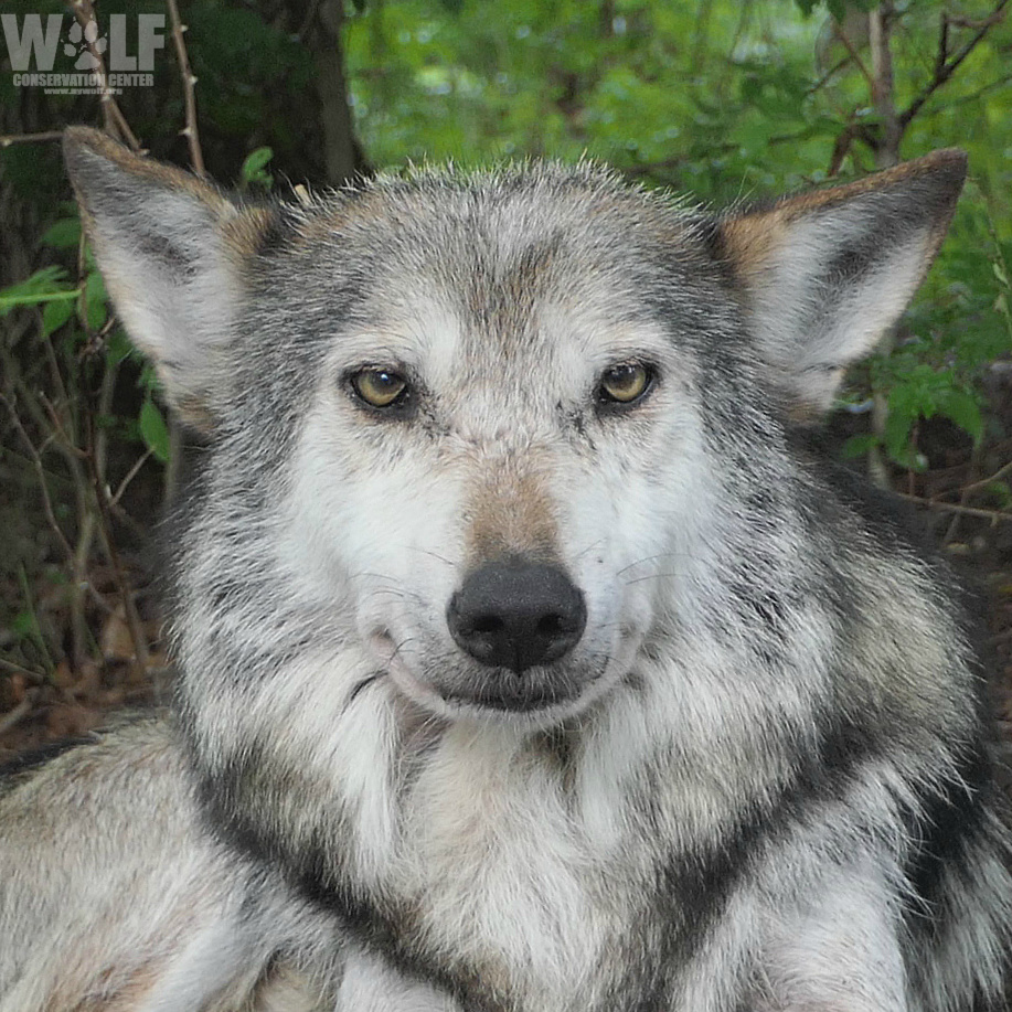 nywolforg's tweet photo. GM! 🐺☀ https://t.co/oIyPepgyys