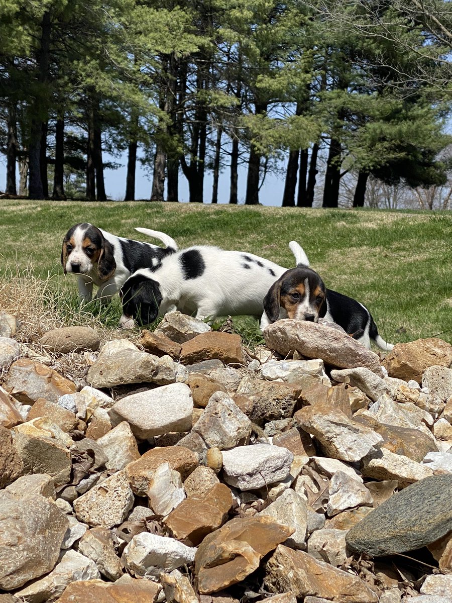 PaulaHawle's tweet photo. More for #NationalBeagleDay ! https://t.co/T0xWEwCfwU