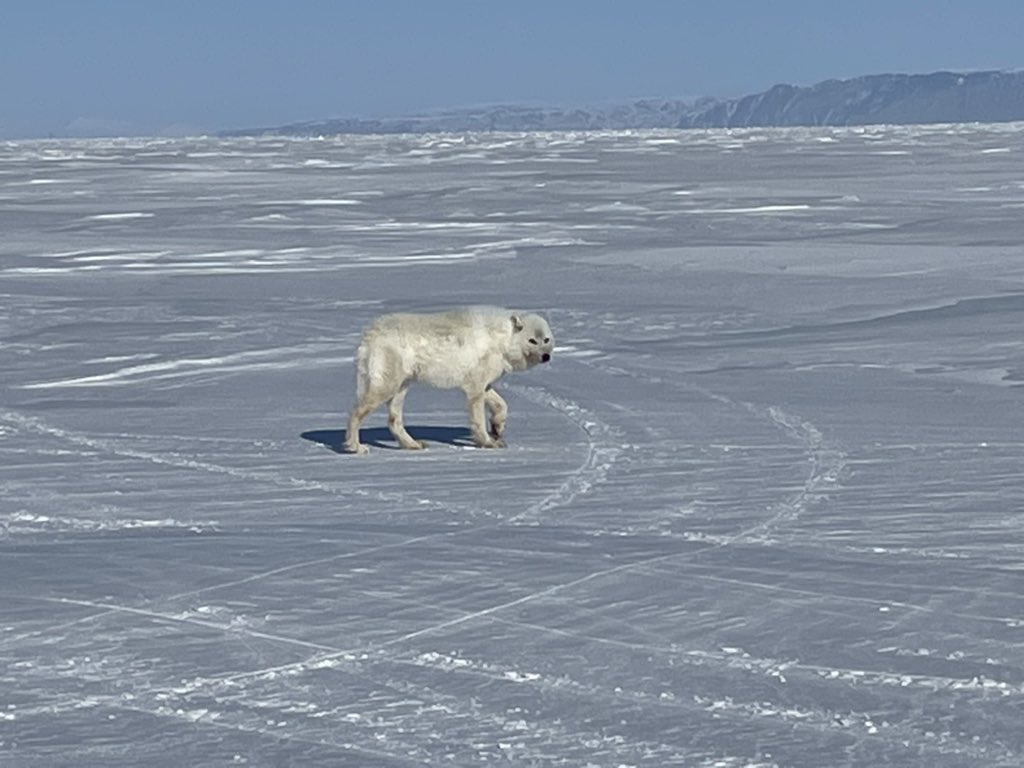 Had a friend visit our snow pit.

Took off with one of our gloves!