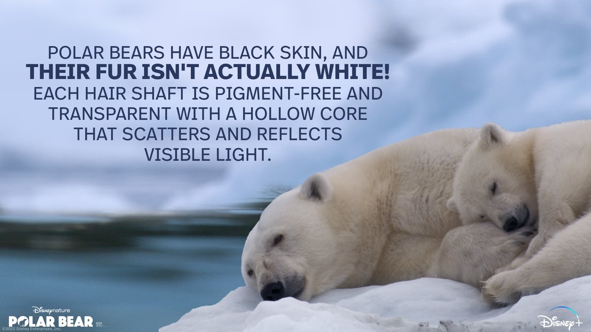 These Polar Bear fun facts have our seal of approval.
 
Disneynature's Polar Bear is now streaming on <a href="/DisneyPlus/">Disney+</a>.
