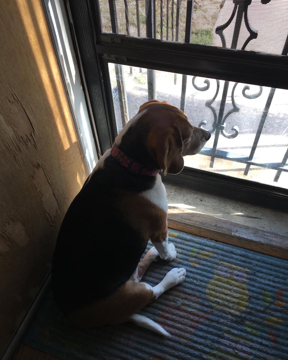 CaldecZoo's tweet photo. Happy national beagle day! #Beagle #NationalBeagleDay https://t.co/OS7uj2p6w4