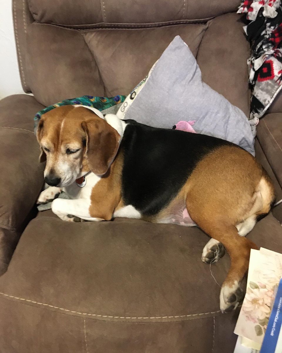 CaldecZoo's tweet photo. Happy national beagle day! #Beagle #NationalBeagleDay https://t.co/OS7uj2p6w4