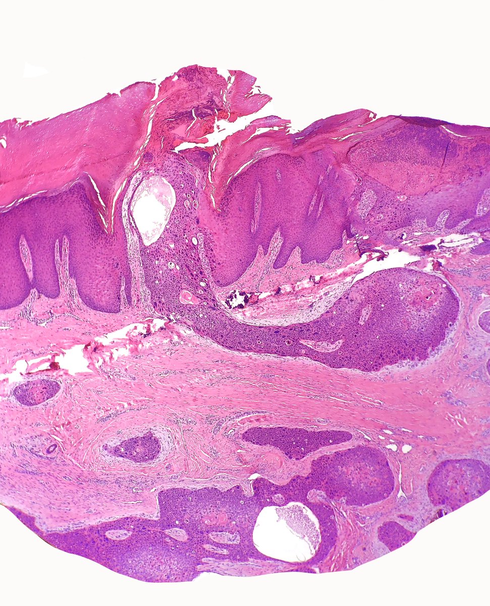 Daniel Skipper tweet media