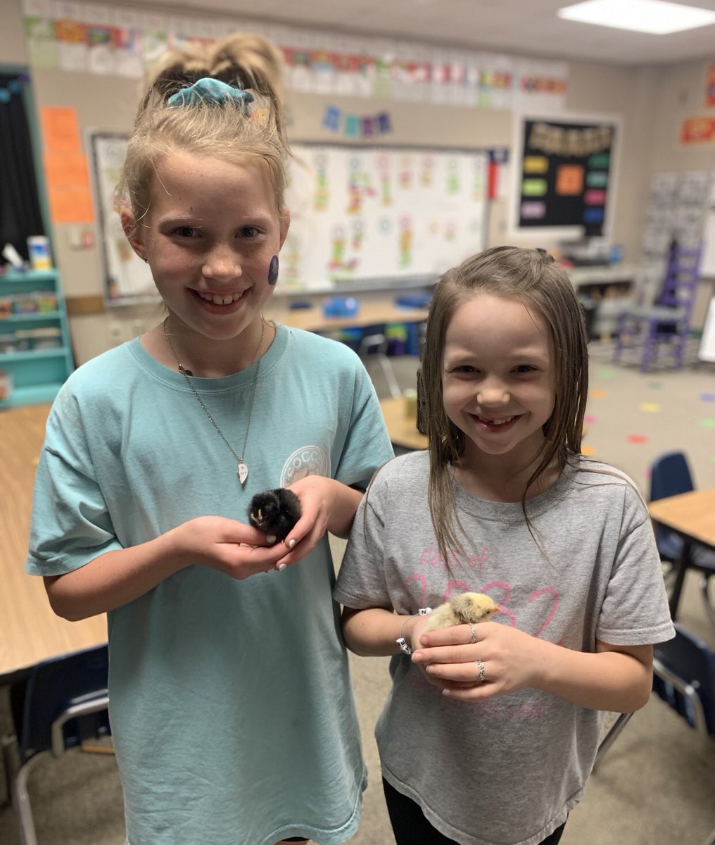 Our first graders at Acton Elementary are learning about the life cycle of chickens, these babies were hatched this week.🐣<a href="/ActonElementary/">Acton Elementary</a> #actonfam