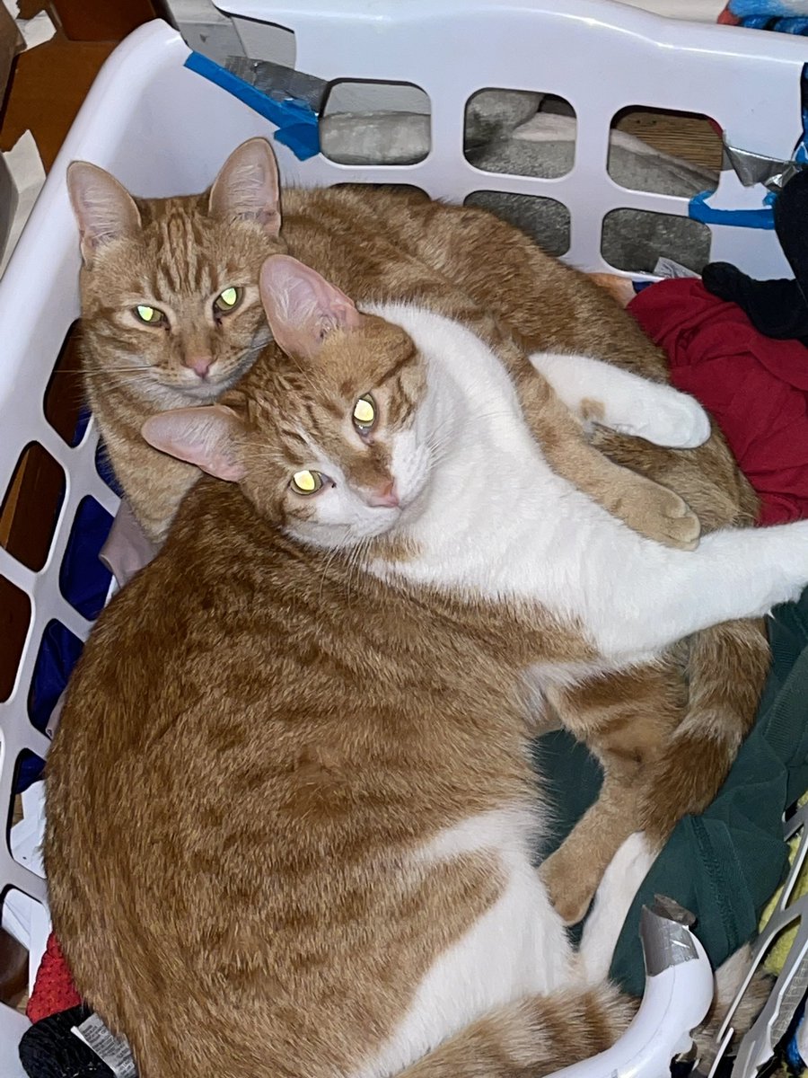 Brotherly ❤️ #CatsOnTwitter #cats Garfield and Yoda ✌️🌲🌵✌️