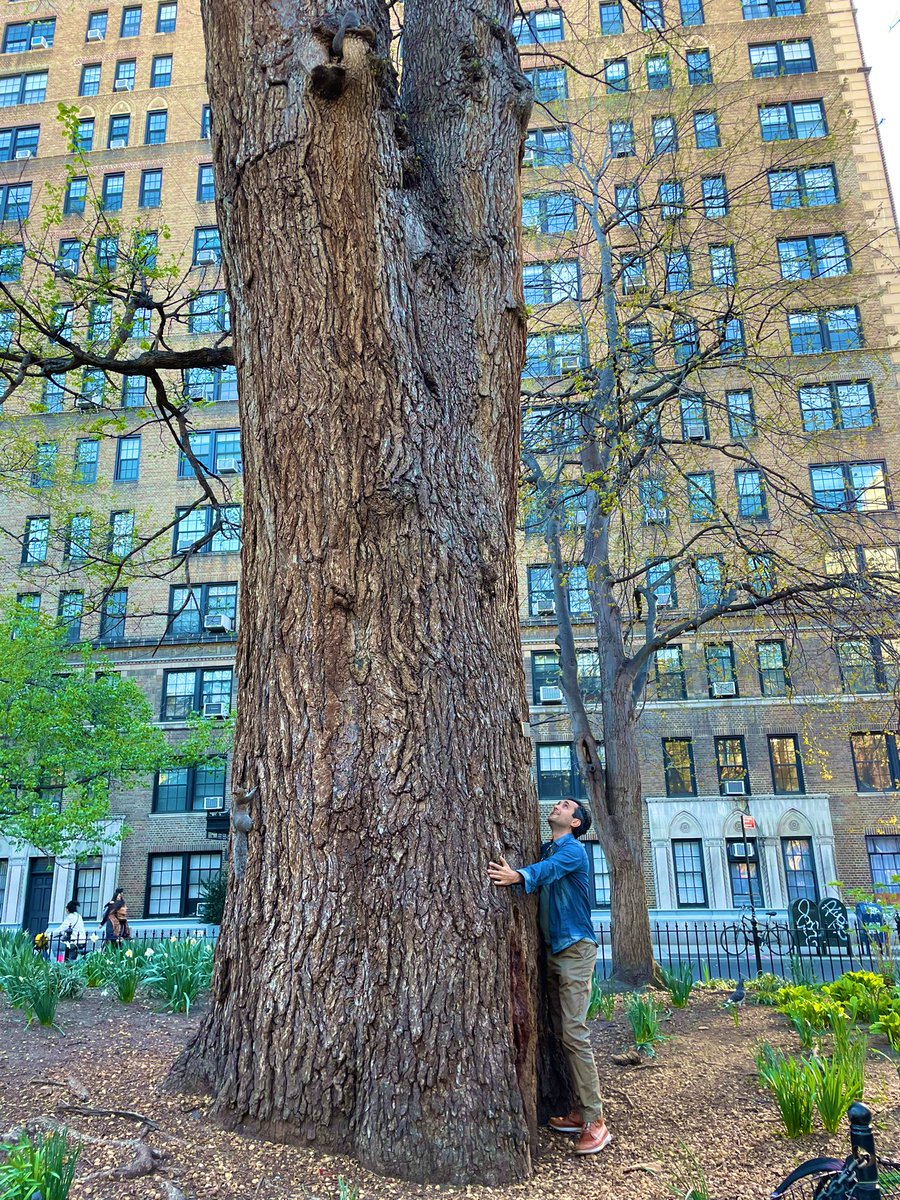 dsaezgil's tweet photo. Couldn’t end the day any other way 😜
Btw this is Manhattan’s oldest tree @ Washington Square Park
#HugATreeChallenge https://t.co/60vTeKigo8