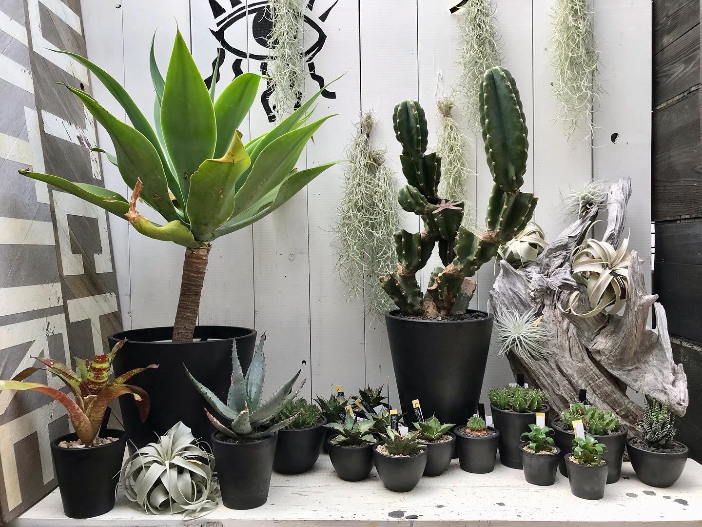 Clutch Furniture 植物 黒プラ鉢とティランジア達 アガベアテナータ アガベ アガベオテロイ オテロイ 柱サボテンブランチ 鬼面角 ユーフォルビア 多肉植物 プルビナータ ティランジア フリーセア ラシナエ ウスネオイデス テクトラム