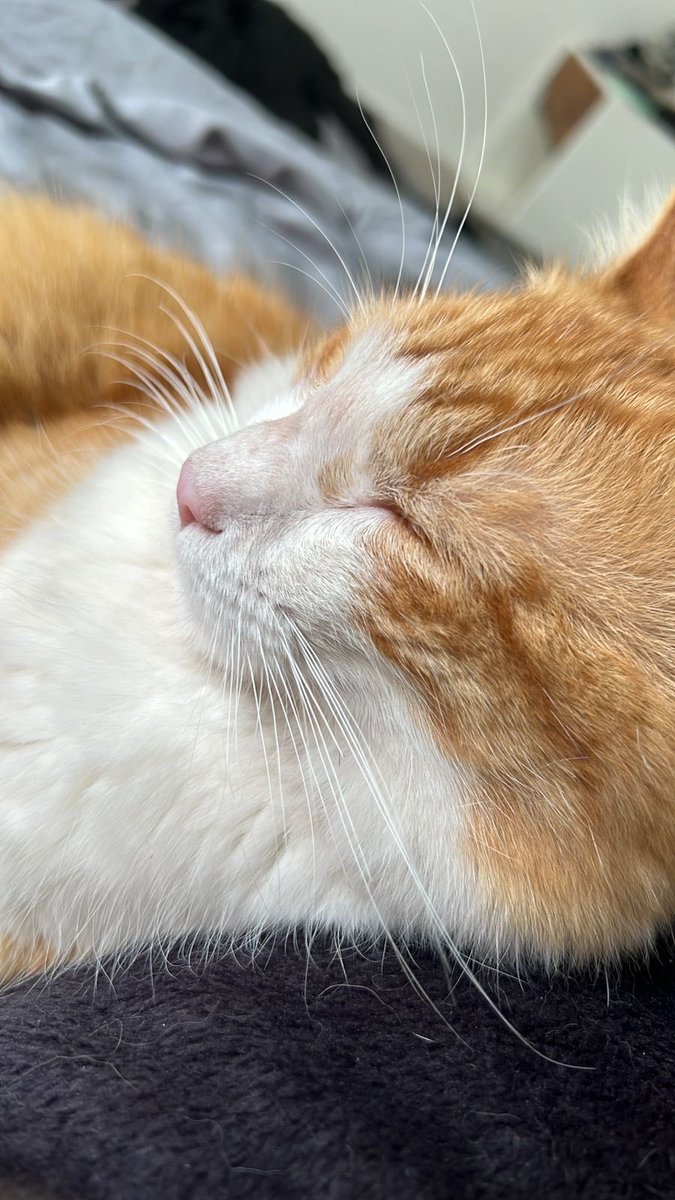 Hola gente de zapopan (arboledas, la calma y coloniaa cercanas). Hace caso 48 ha es la ultima vez que vi a uno de mis gatos, se llama Dimitri, tieme casi un año y cola muy felpuda. Lo han visto? Me ayuudan a difundir?