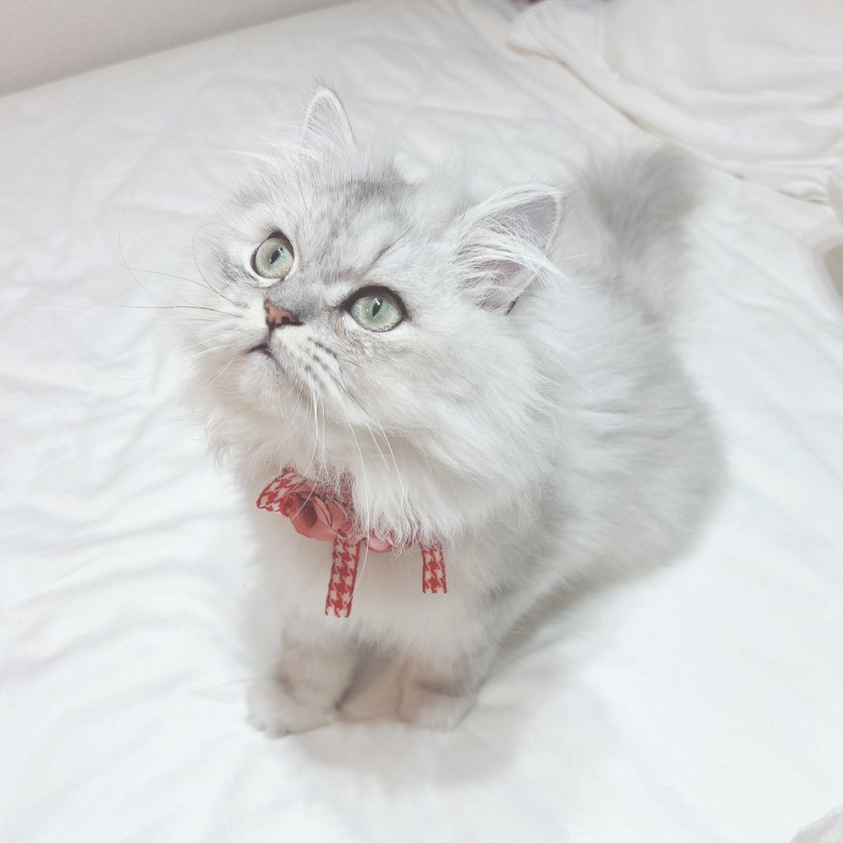 Lilly_raga's tweet photo. 新しい首輪🥰赤色似合う🥰

#猫 https://t.co/eX8uD79Vqw