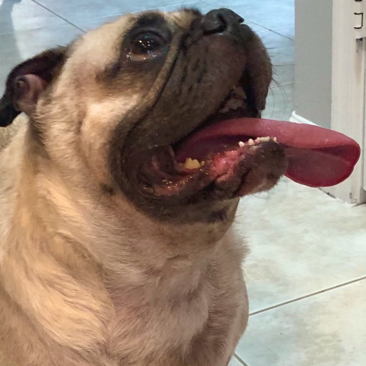 “Outside’s freezies and coffee’s on, but sun’s out, tongue’s out all day long!”🌞-Max

#max #pug #dog #doggo #chill #cold #tongue #sun #sunshine #sunsouttonguesout #zen #happydog #EarthDay #EarthDay2022 #HappyFriday #Friyay #FridayVibes #Coffee #love #loveyoutothemoonandback 👅