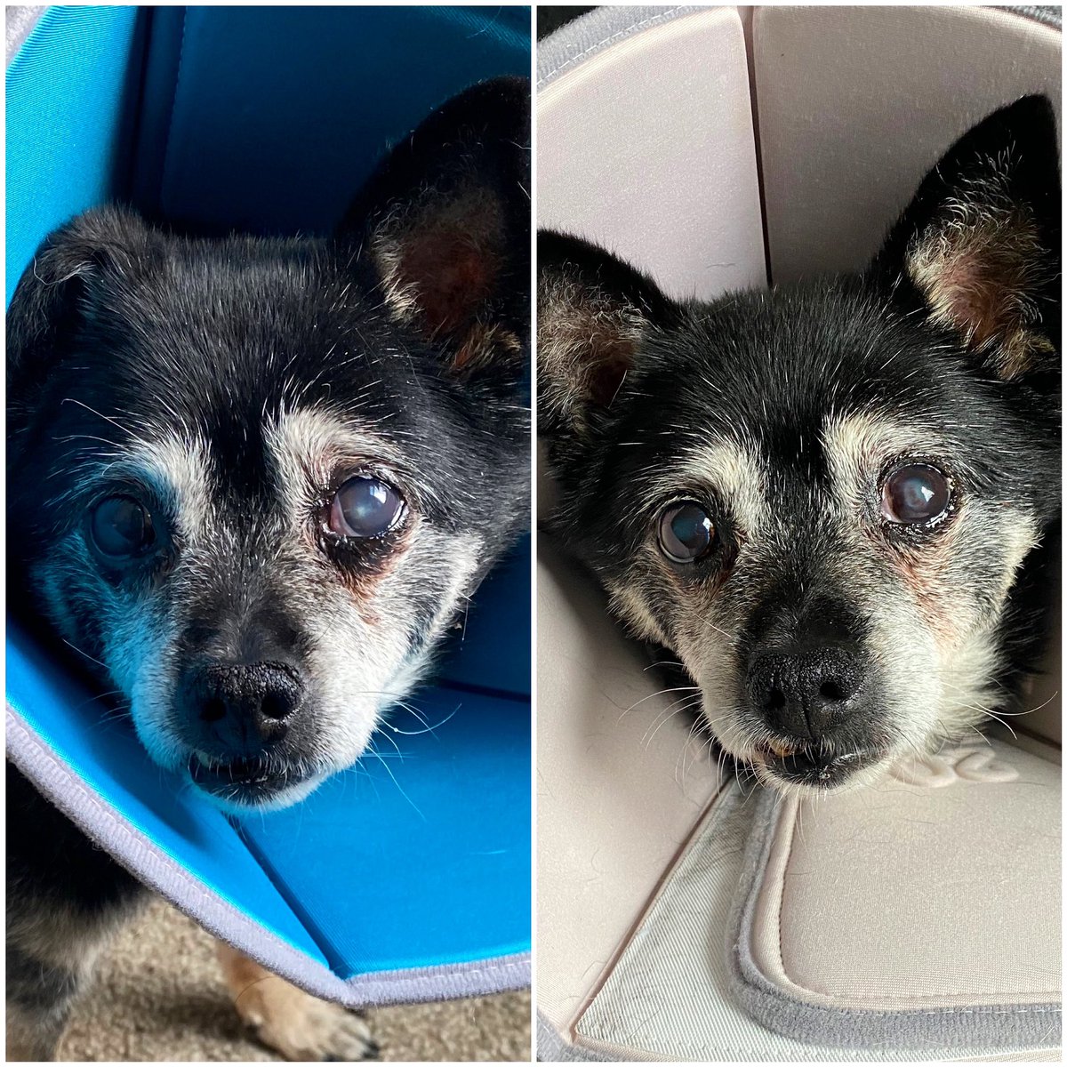 heyitsgiapet's tweet photo. In other news, four weeks in the cone, two more to go. His eye is definitely improving, at least. #Jerp https://t.co/IrnUIX2AAb