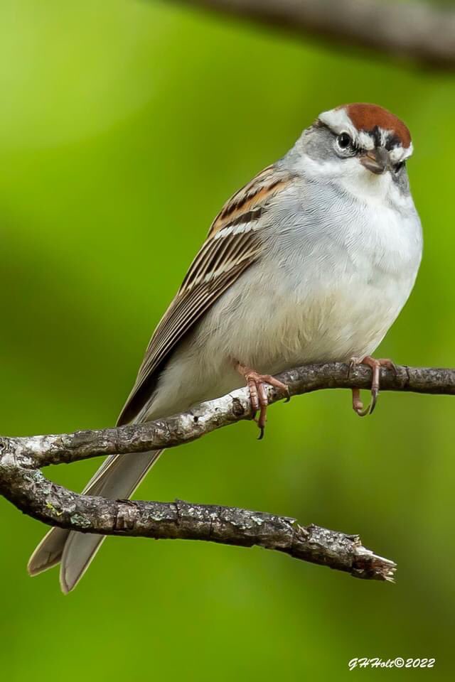 This Chipping Sparrow is looking good in the late afternoon sun. #TwitterNatureCommunity #NaturePhotography #naturelovers #birding #birdphotography #wildlifephotography #ChippingSparrow