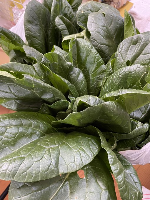 小松菜のtwitterイラスト検索結果 古い順