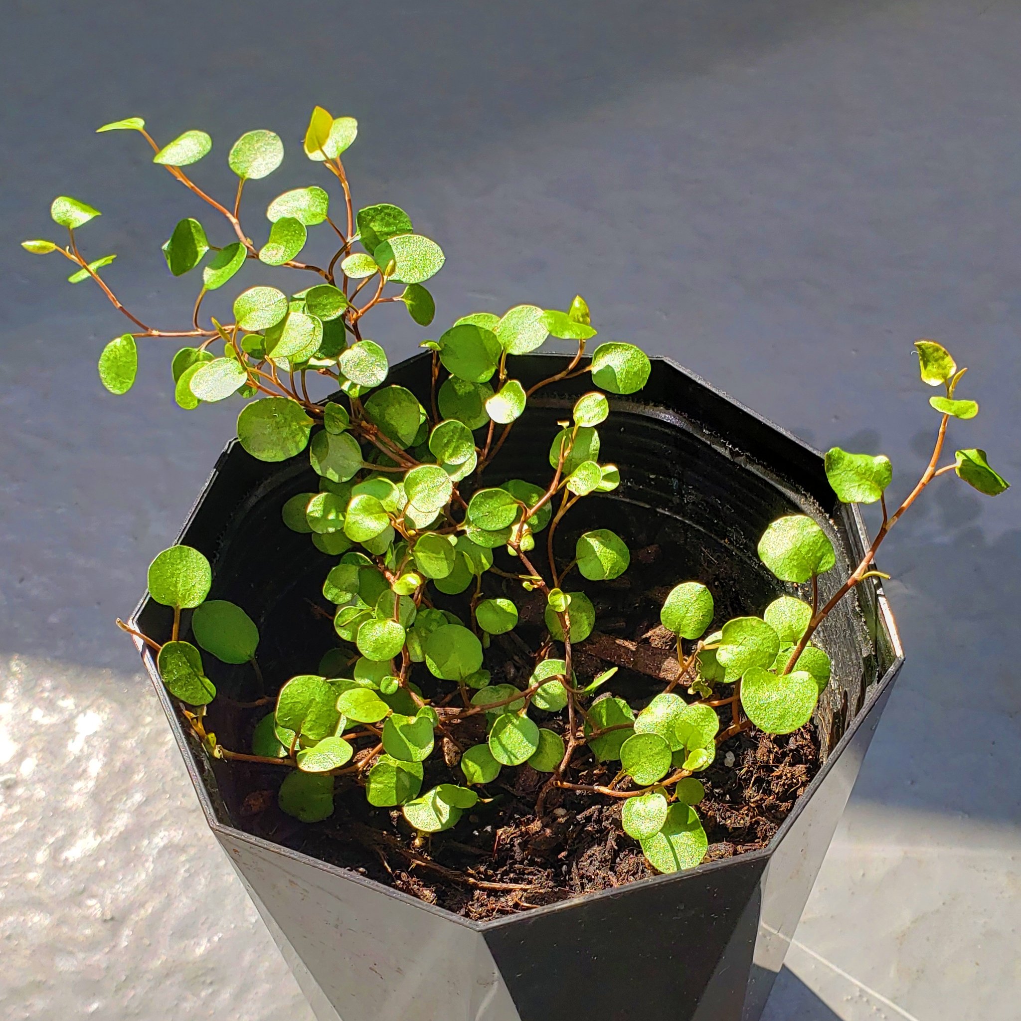 Momonoko 株分けしてもらいました ワイヤープランツ 女性の髪飾りに使われる事から 英名はmaidenhair Vine 乙女の髪のツル 今 これ知って頭に浮かんだのは 結婚式で 新郎と手を取り合って 楽しそうに踊ってる花嫁 T Co Xidngm03pl Twitter Momonoko 株分けしてもらいました ワイヤープランツ 女性の髪飾りに使われる事から 英名はmaidenhair Vine 乙女の髪のツル 今 これ知って頭に浮かんだのは 結婚式で 新郎と手を取り合って 楽しそうに踊ってる花嫁 T Co Xidngm03pl Twitter