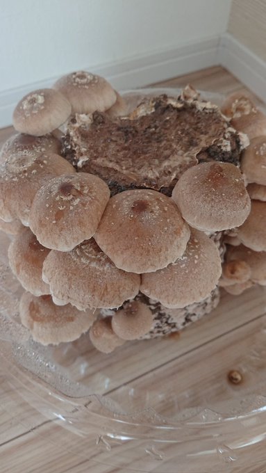 食卓に襲いかかるしいたけ 