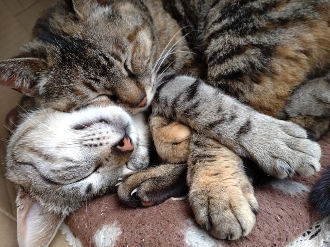 クッソ気持ちよさそうに寝やがって…眠りてぇワシも… 