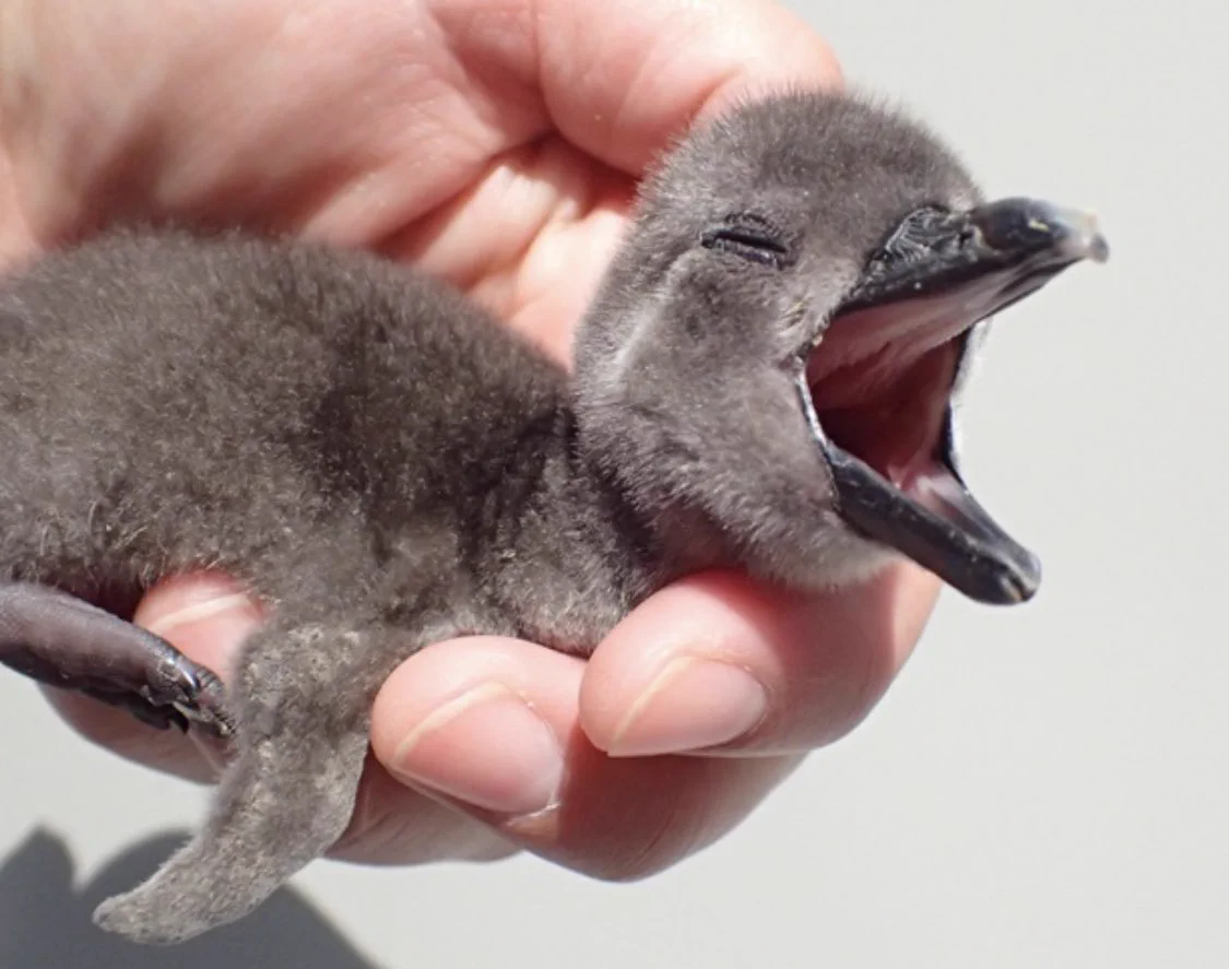 サンシャイン水族館 on X: 