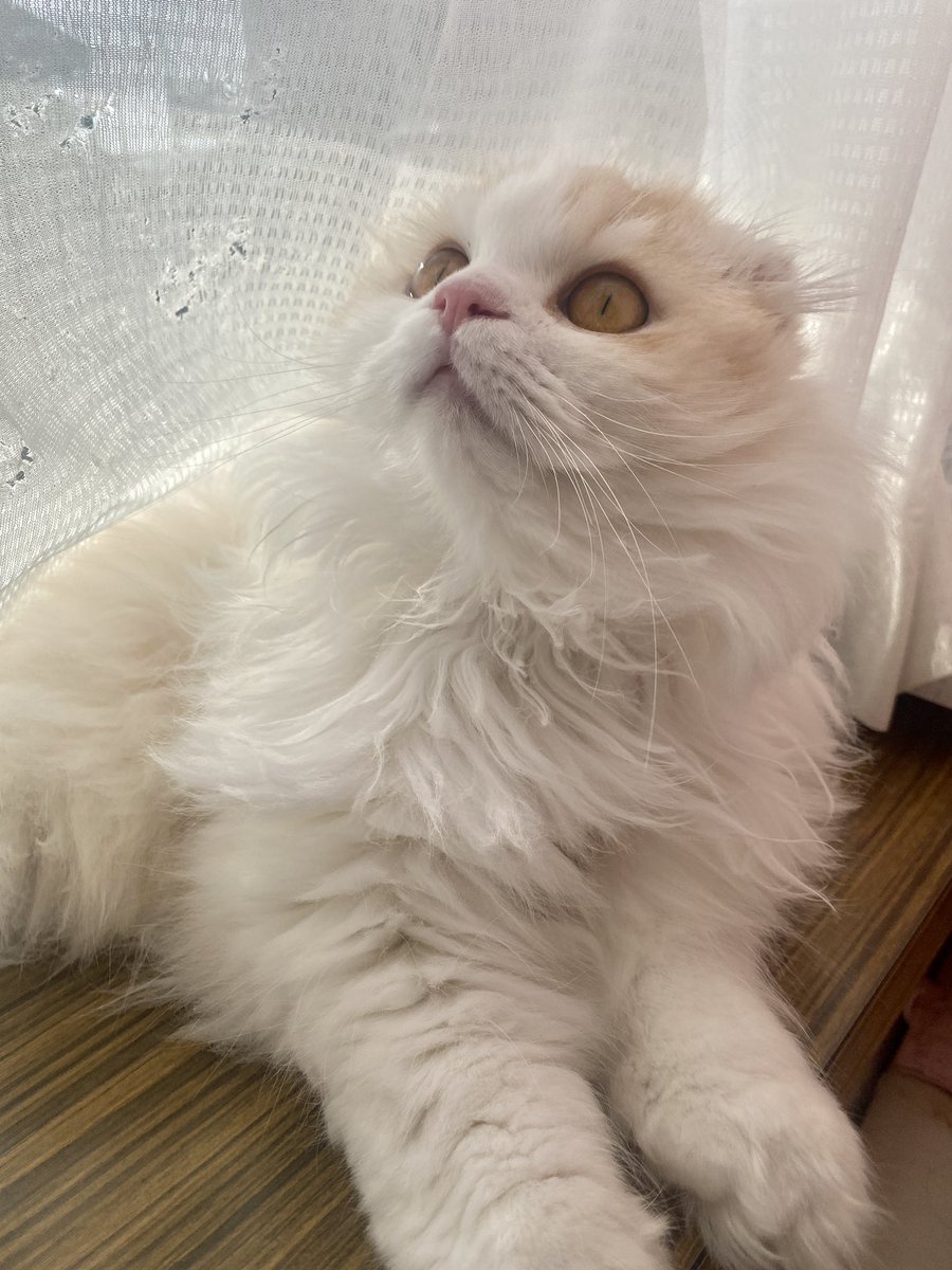 綺麗なお顔🐱
 #猫 #猫のいる暮らし
 #スコティッシュフォールド