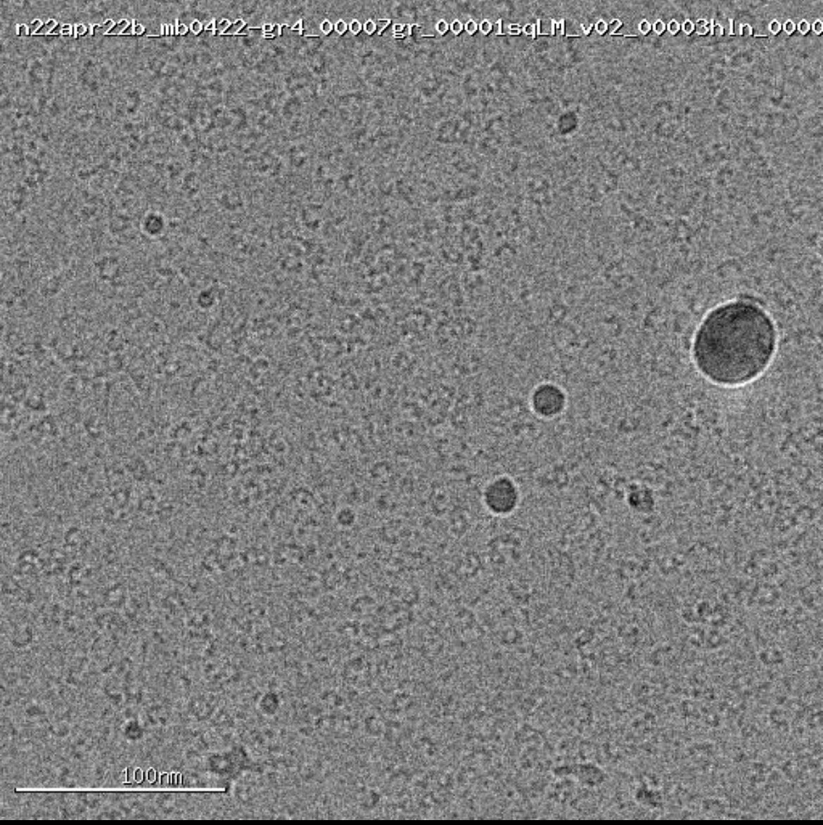 therickybaker's tweet photo. Thanks @edward_eng and everyone at @NCCATinfo for hosting Baker lab grad student Matt Begley (@Biochem_Batman) to use the @SPTLabtech  #Chameleon to optimize a challenging #cryoEM sample. Grids looking much better than blotting methods! https://t.co/cftgf1oxuW