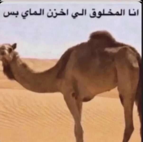 م / سبونج بوب 👷 tweet media