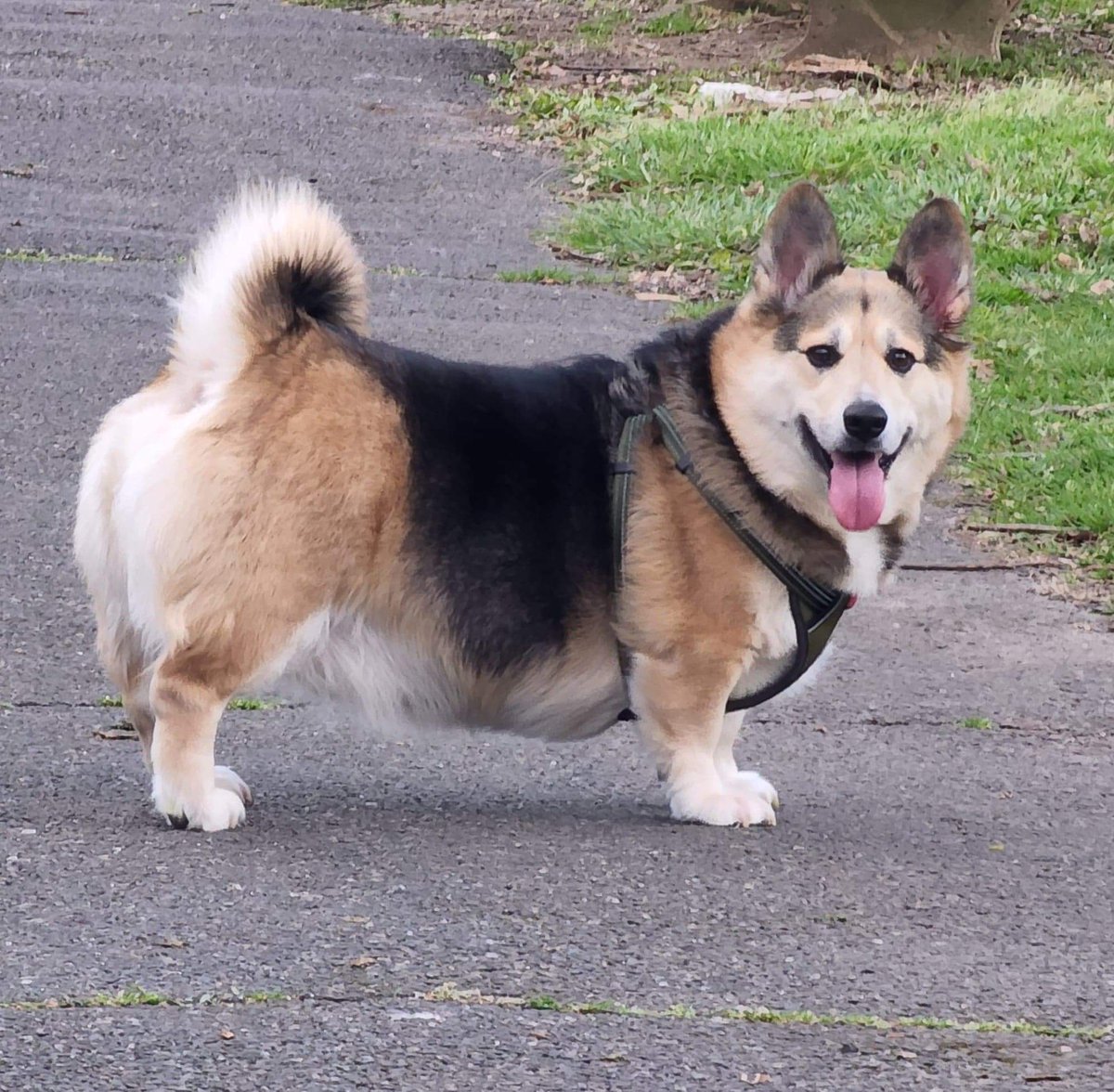 xSenWolfxTtv's tweet photo. Thiccums #corgsky #Thor #barrelboy #chateudebeouf https://t.co/3qMgFlZIfO
