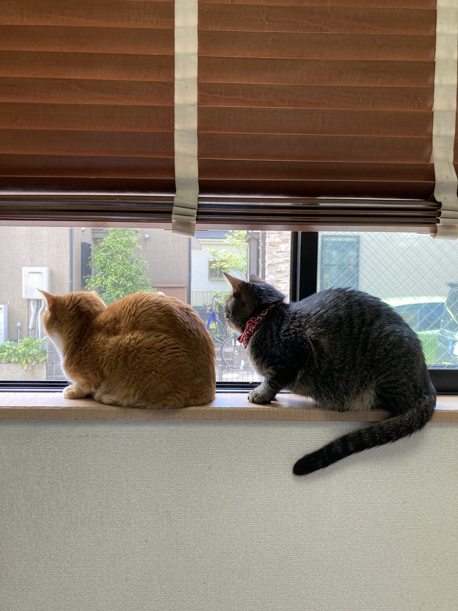 猫ふんじゃった ねこふんじゃった。 - 初音ミク Wiki - atwiki（アットウィキ）