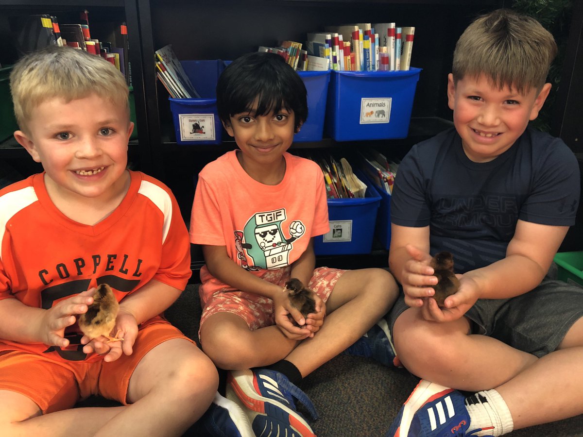 Oswald_Firsties's tweet photo. Our chicks hatched! @MKBMavs https://t.co/bL91JtF395