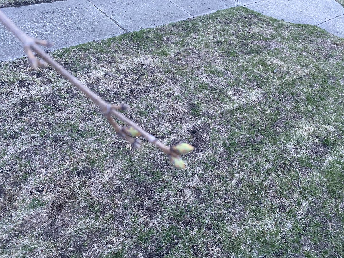 HundredOak's tweet photo. Glad to see some budding trees on this Earth Day 2022! The grass might still be brown, but the trees are ready for warmth. #Eathday2022 #hundredoak #trees https://t.co/gKq0F0YIvt