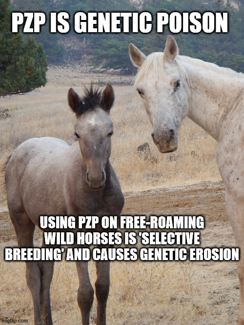 DSnovel's tweet photo. The Outer Banks foal 'Charlie' was born to a mare this year & DIED! (SAD!). His mare was likely treated with the Genetic Poison (#PZP). We know the Corolla group uses PZP. MAYBE on an island there's a possible argument 4 PZP. BUT NOT on free-roaming #WildHorses out west! #BanPZP! https://t.co/t0oK2Me3AY