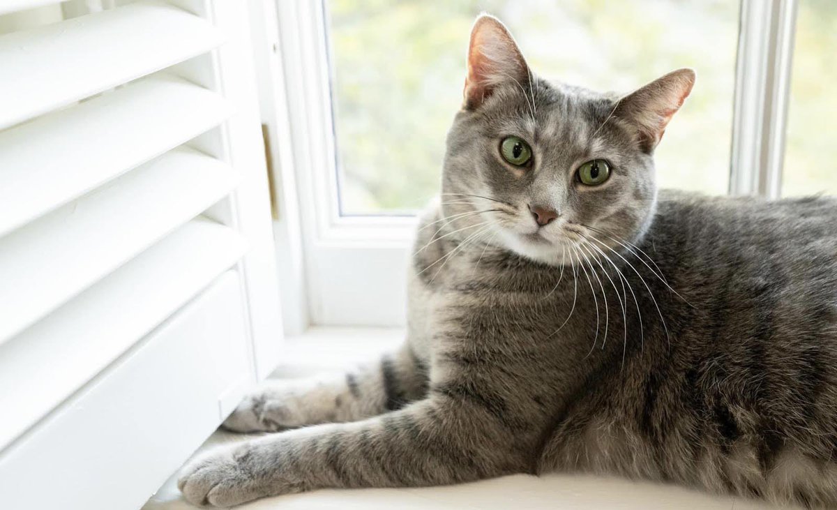 TheOvalPawffice's tweet photo. 🐾Oh my paw! We are in a podcast - all of us, including our brothers Major and angel Champ, even Poppet. How pawbulous! Paws down, we love @DubiousPod!#PoliticizingPresidentialPets is the purrfect episode about us. Meowoof! - Commander and Willow. 🎧 here: https://t.co/5uFAduC3KE https://t.co/cw9BcoECoX