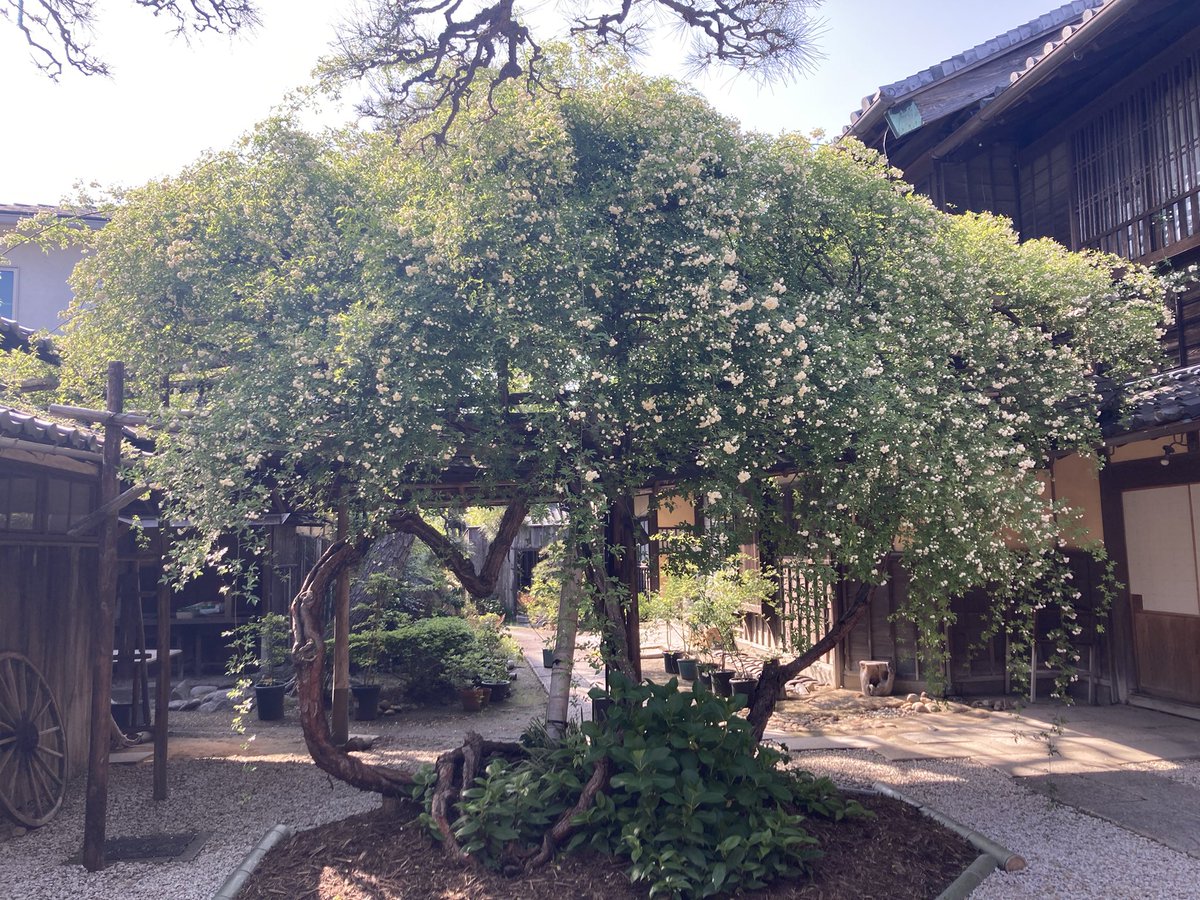 t_kuze's tweet photo. 半田市の日本一のモッコウバラ��見頃です！ https://t.co/YgjqpF8BsJ