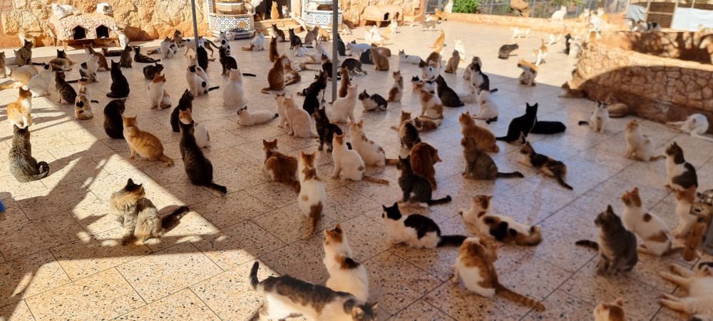 SyrianSanctuary's tweet photo. Good morning from Syria 🥰 https://t.co/FYKqMW4WaQ