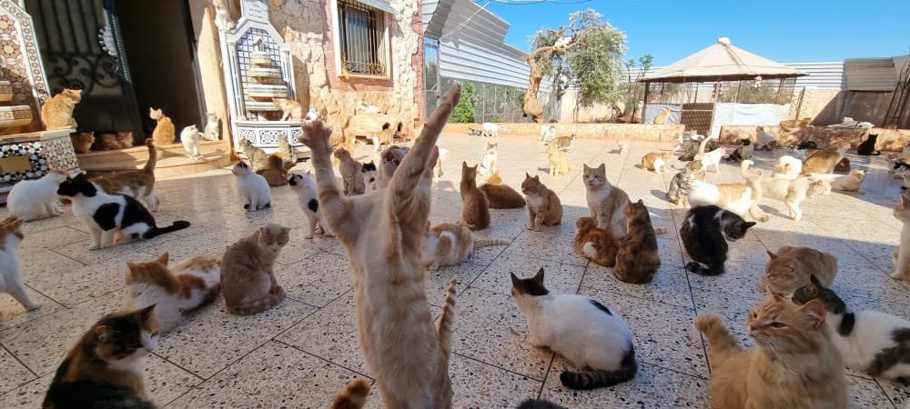 SyrianSanctuary's tweet photo. Good morning from Syria 🥰 https://t.co/FYKqMW4WaQ